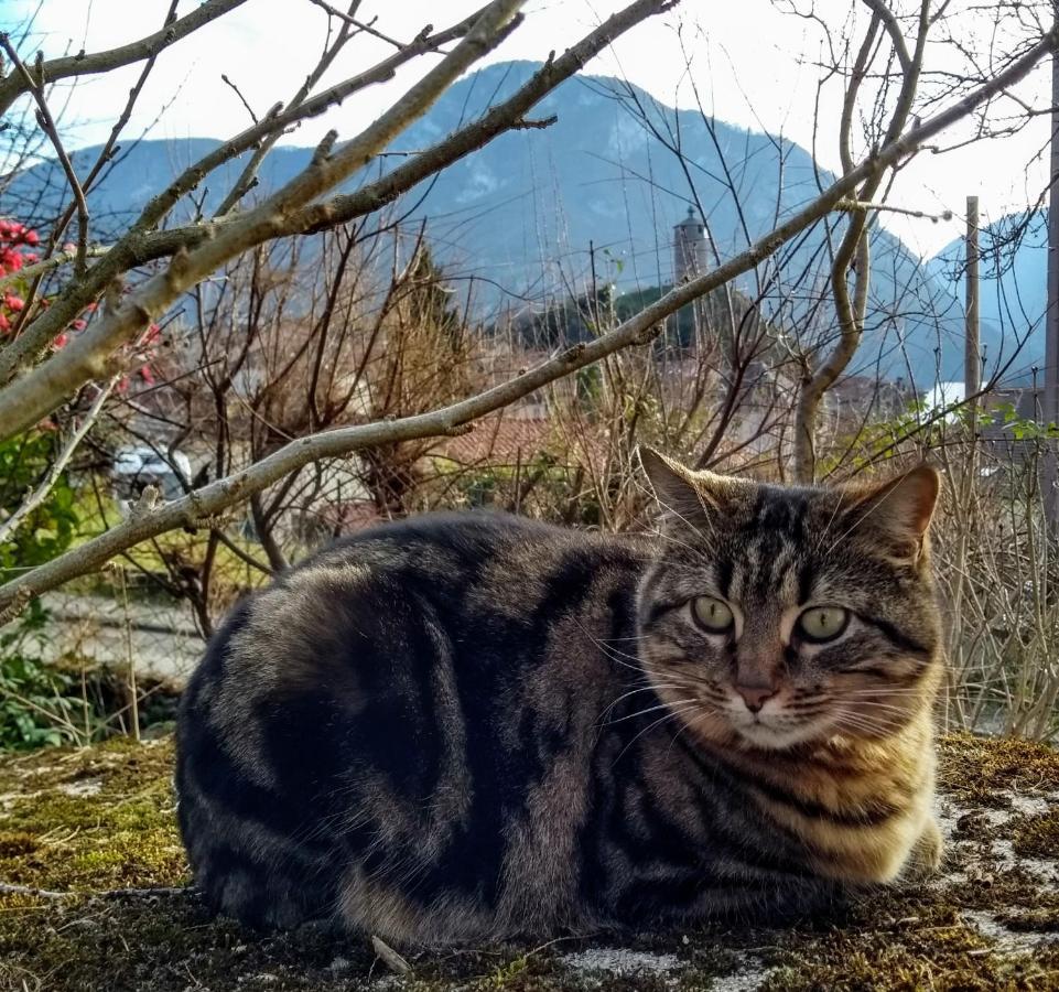 Appartamento Le Nopal Bleu Tarascon-sur-Ariège Esterno foto