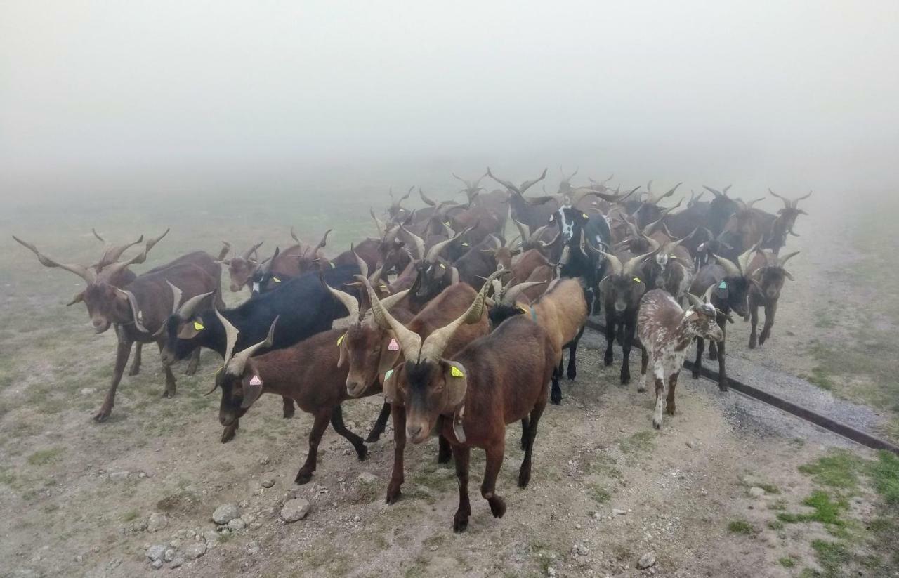 Appartamento Le Nopal Bleu Tarascon-sur-Ariège Esterno foto